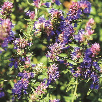 Hyssop