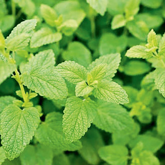 Lemon Balm
