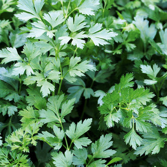 Parsley Italian Flat Leaf