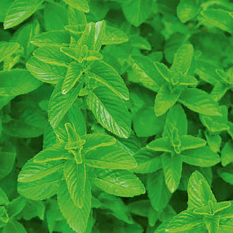 Spearmint