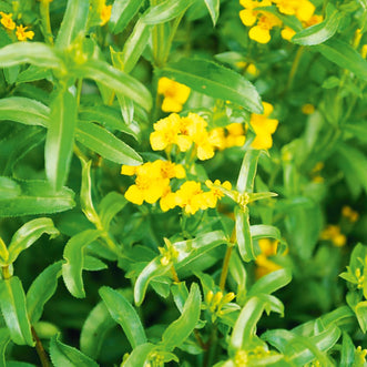 Tarragon Texas