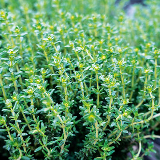 Thyme English Winter