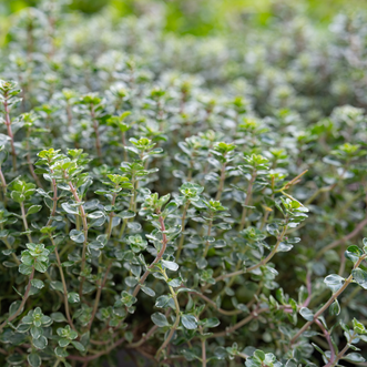 Thyme English Winter