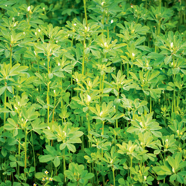 fenugreek seeds plant Buy Fenugreek by Kings Seeds NZ online