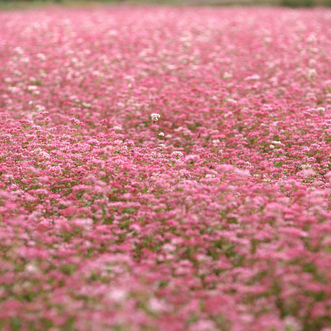 Buckwheat Pink
