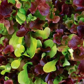 Lettuce Blend