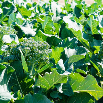 Kings Seeds Organic Organic Broccoli de Cicco
