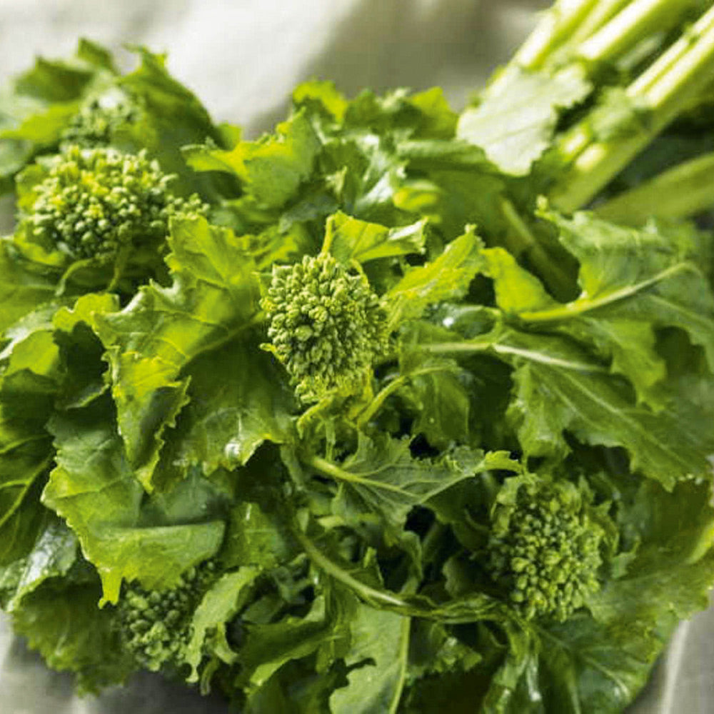 Buy Organic Broccoli Raab Spring Rapini by Kings Seeds NZ online ...