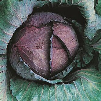 Organic Cabbage Red Express