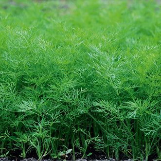 Organic Dill