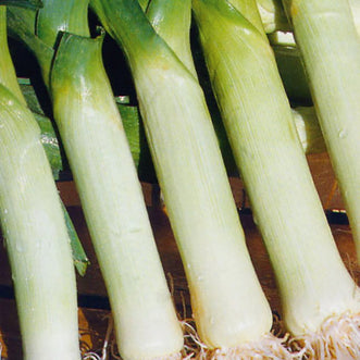 Organic Leek Carentan Giant