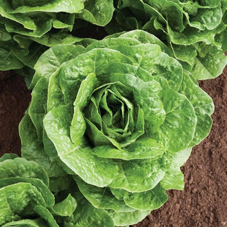 Kings Seeds Organic Organic Lettuce Parris Island Cos