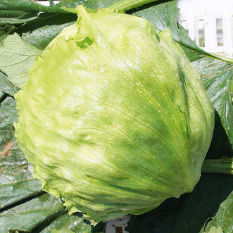 Organic Lettuce Iceberg