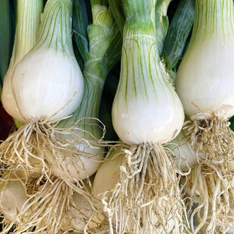 Organic Spring Onion White Lisbon