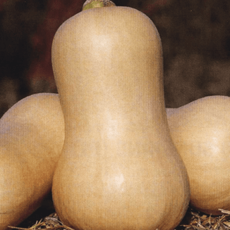 Kings Seeds Organic Organic Butternut Honeynut