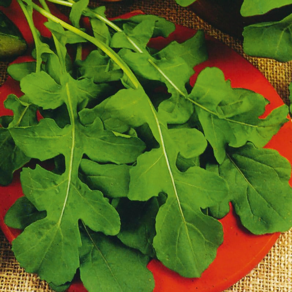 Buy Organic Rocket by Kings Seeds NZ online - Kings Seeds NZ