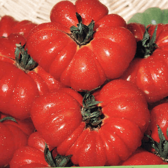 Kings Seeds Organic Organic Tomato Costoluto Fiorentino
