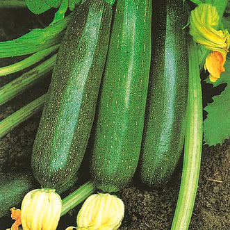 Zucchini Black Beauty