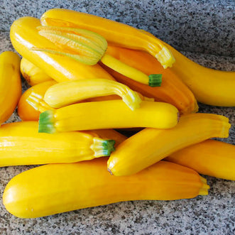 Organic Zucchini Summer Gold