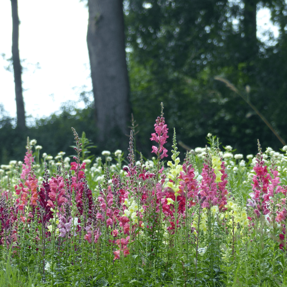 Buy Organic Antirrhinum Bertrands Giant by Kings Seeds NZ online