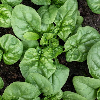 Kings Seeds Organic Organic Spinach Bloomsdale