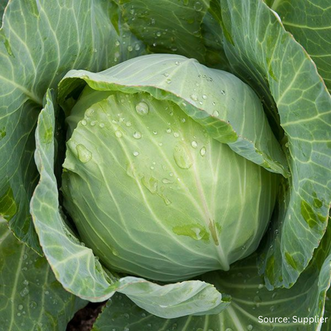 Organic Cabbage Golden Acre