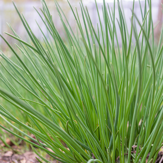 Organic Chives