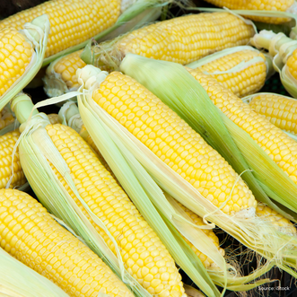 Organic Corn Early Gem