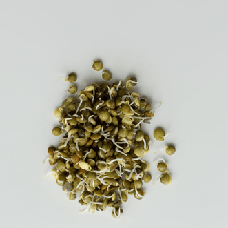 Kings Seeds Sprouting Organic Lentils