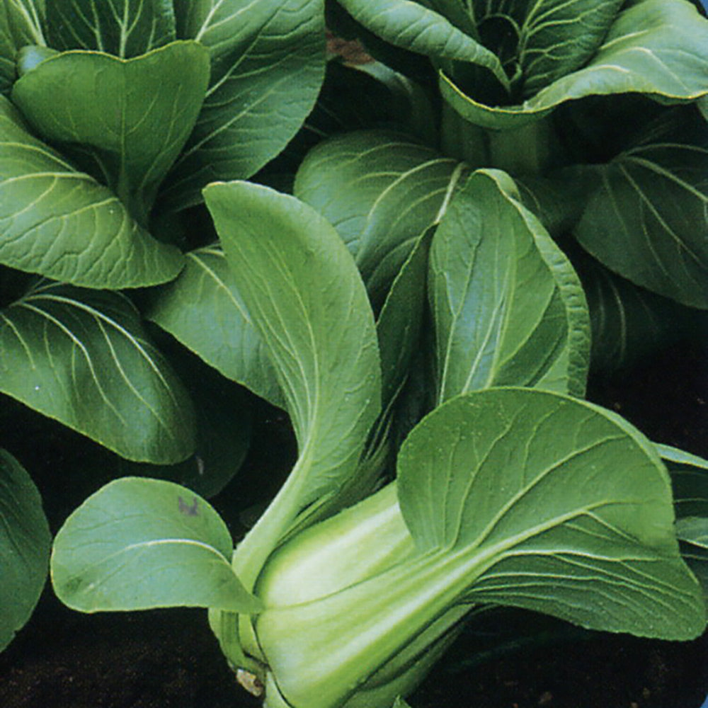 Buy Pak Choi Mei Quing Choi F1 by Kings Seeds NZ online - Kings Seeds NZ