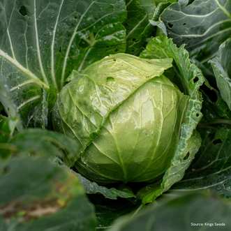 Cabbage Copenhagen Market