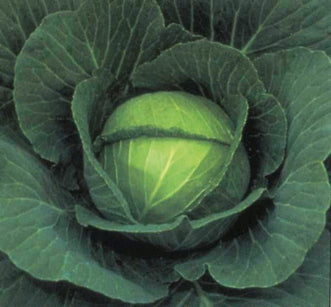 Cabbage Space Saver F1