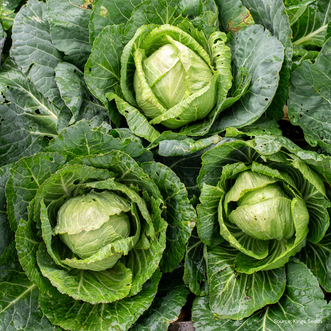Cabbage Space Saver F1