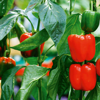 Capsicum Red Bell F1