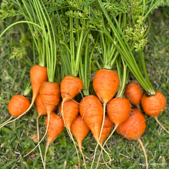 Carrot Paris Market