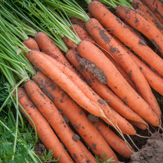 Carrot Touchon