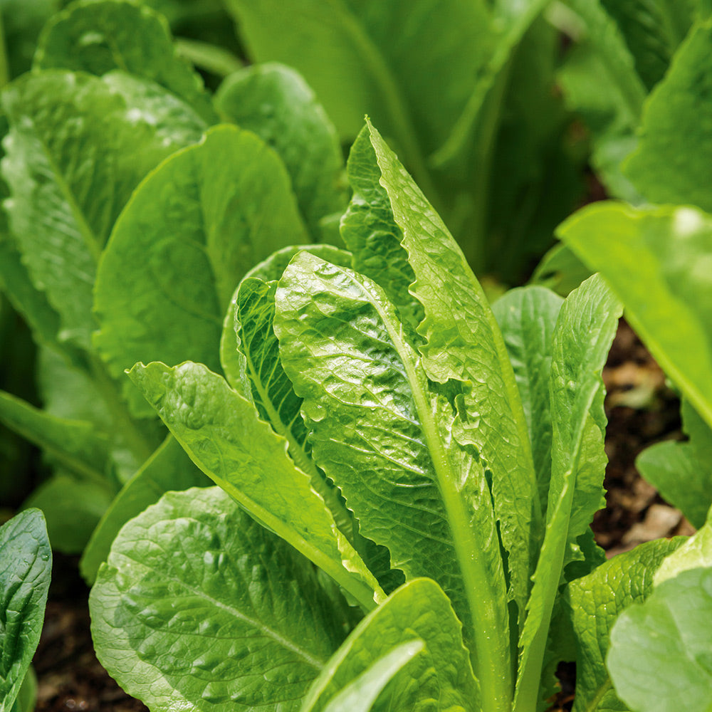 Cos Lettuce Pattern Buy Lettuce Cos by Kings Seeds NZ online - Kings Seeds NZ