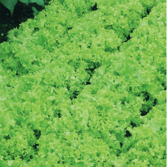 Kings Seeds Vegetables Lettuce Tango