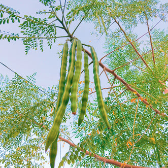 Coringa Tree Moringa Tree – Grow the Tree of Life - Kings Seeds NZ