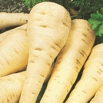 Organic Parsnip Guernsey