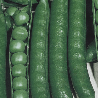 Kings Seeds Vegetables Pea Utrillo
