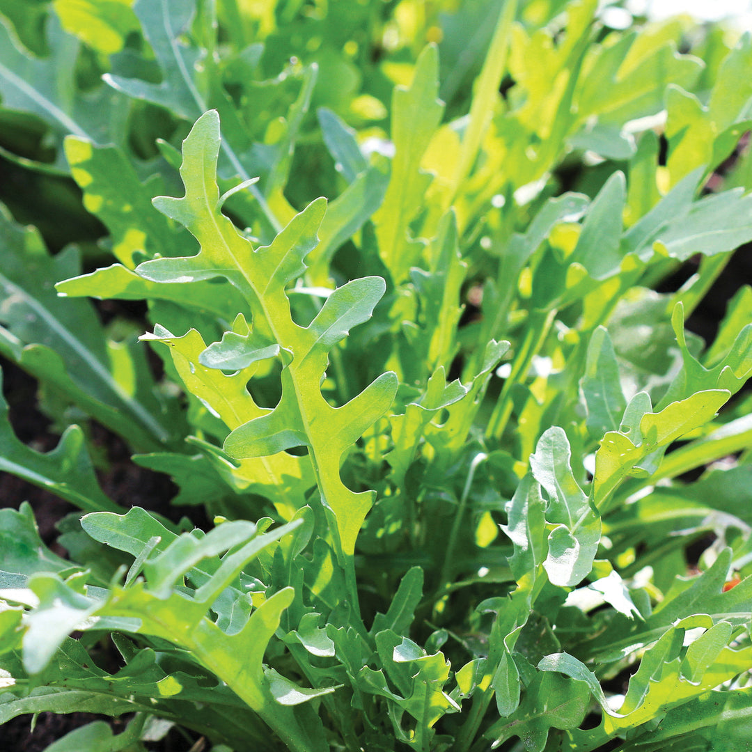 Wild Rocket Rice Buy Wild Rocket by Kings Seeds NZ online - Kings Seeds NZ