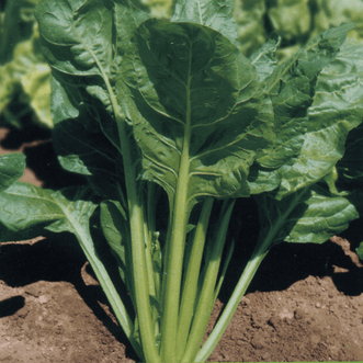 Kings Seeds Vegetables Beet Perpetual Spinach