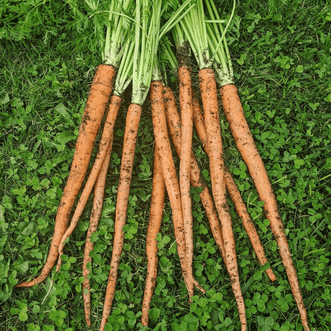 Kings Seeds Vegetables Carrot Nagai