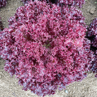 Lettuce Coral Red