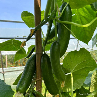 Cucumber Amira F1
