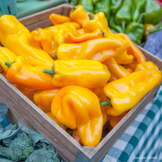Capsicum Marconi Yellow