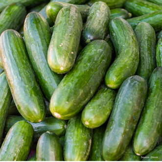 Cucumber Lebanese