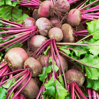 Beetroot Ruby Queen
