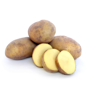 Seed Potato Agria
